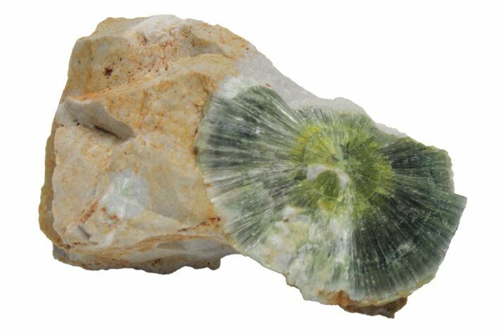 Radiating, Green Wavellite Crystal Aggregation - Arkansas #213288